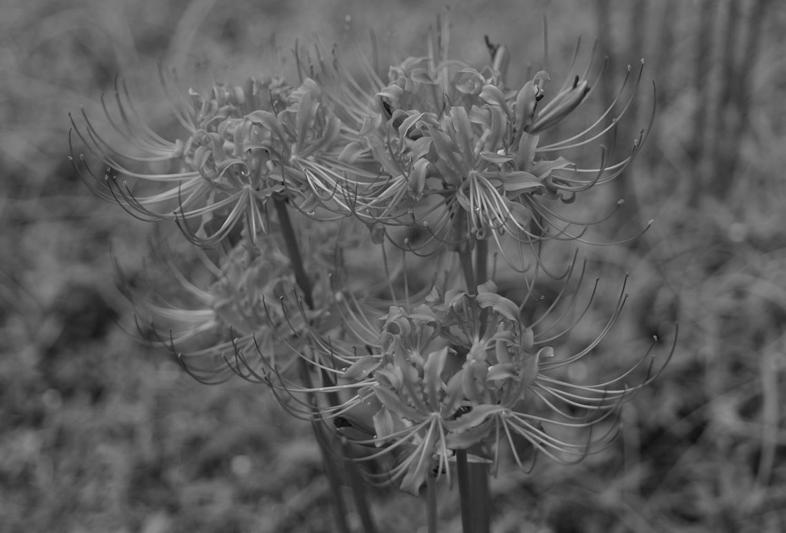 Hurricane lilies are Southern garden heirlooms Hurricane lilies are Southern garden heirlooms