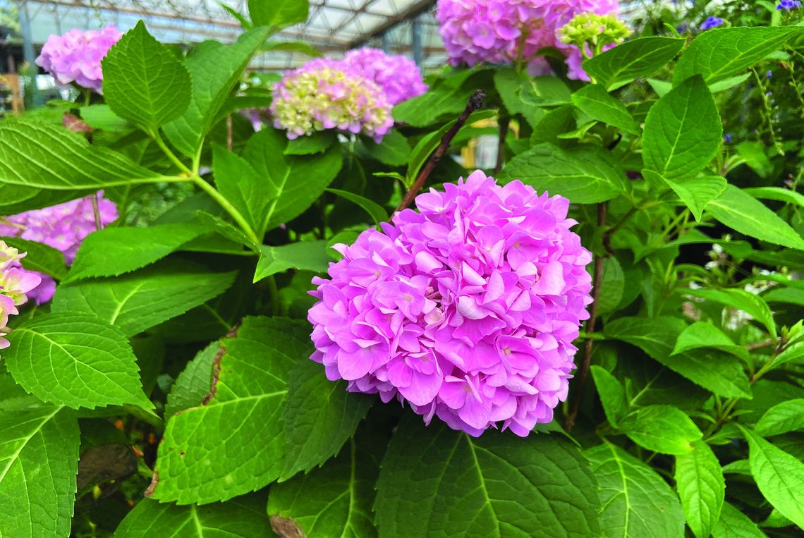 Hydrangeas: A colorful springtime staple