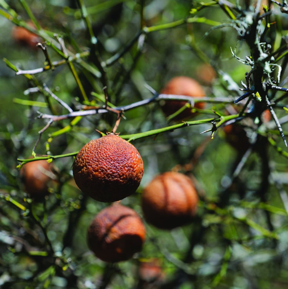 Is your citrus tree still alive — or just the rootstock? Is your citrus tree still alive — or just the rootstock?