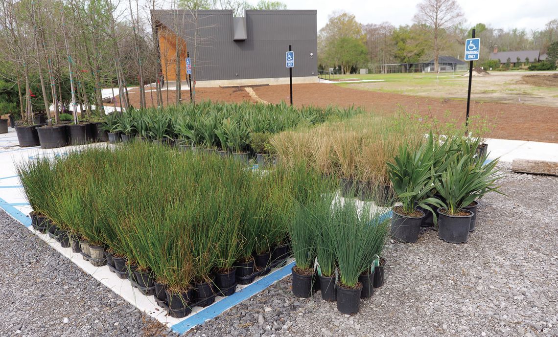 Landscaping with native plants can offer stormwater solutions Landscaping with native plants can offer stormwater solutions