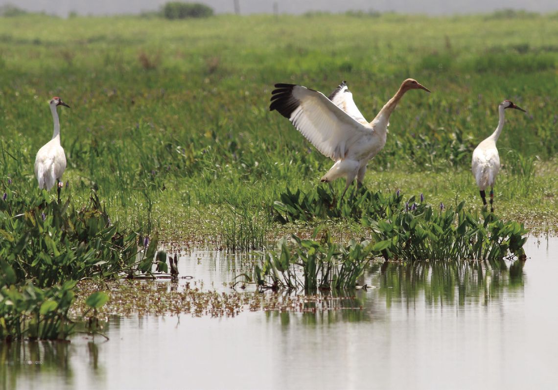 LDWF whooping crane population adds record 10 fledged chicks