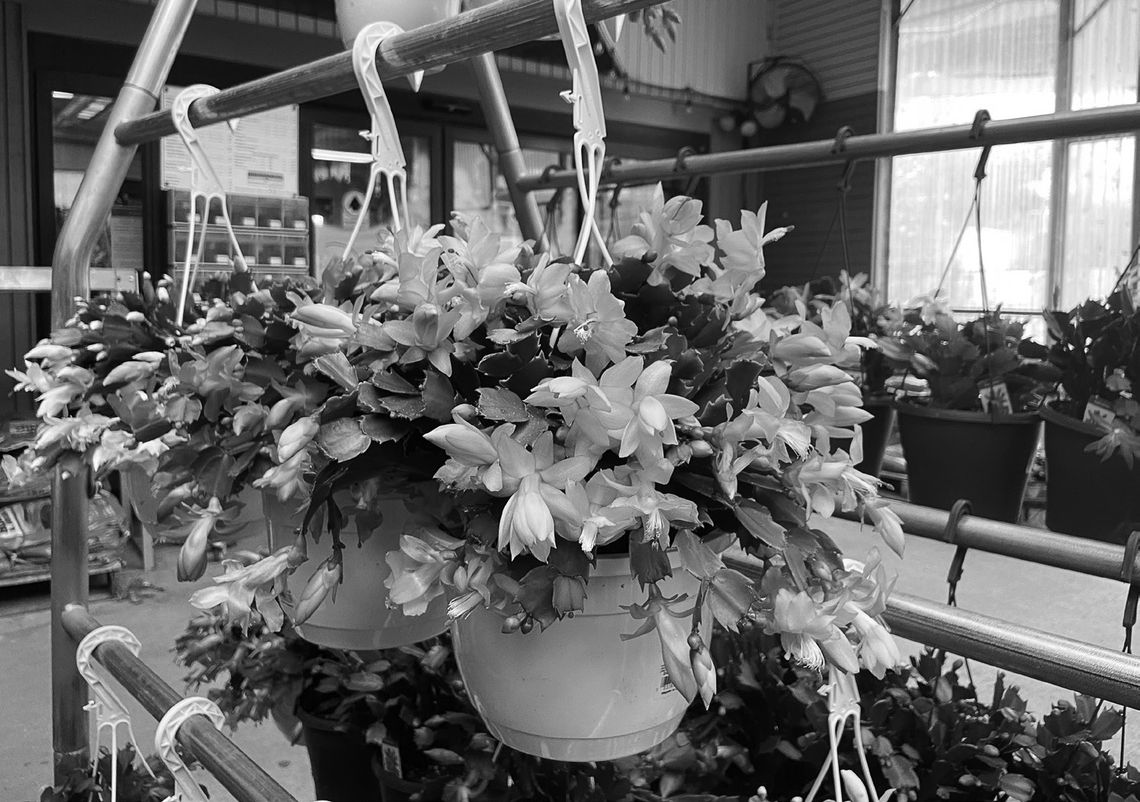 Long-lived holiday cacti can be enjoyed year-round Long-lived holiday cacti can be enjoyed year-round