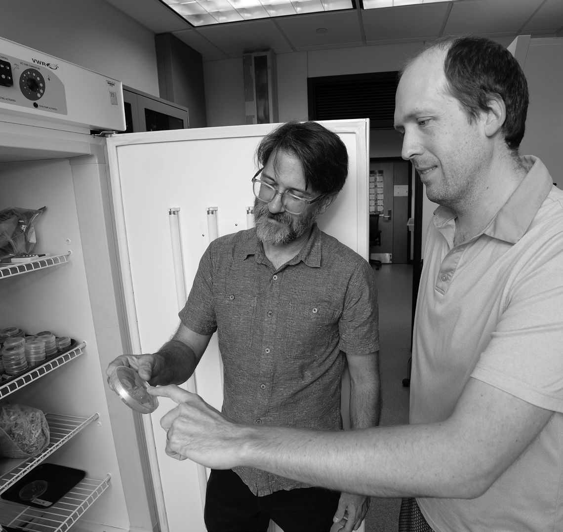 LSU AgCenter researchers receive $1.5 million grant to study hidden links among crop diseases LSU AgCenter researchers receive $1.5 million grant to study hidden links among crop diseases