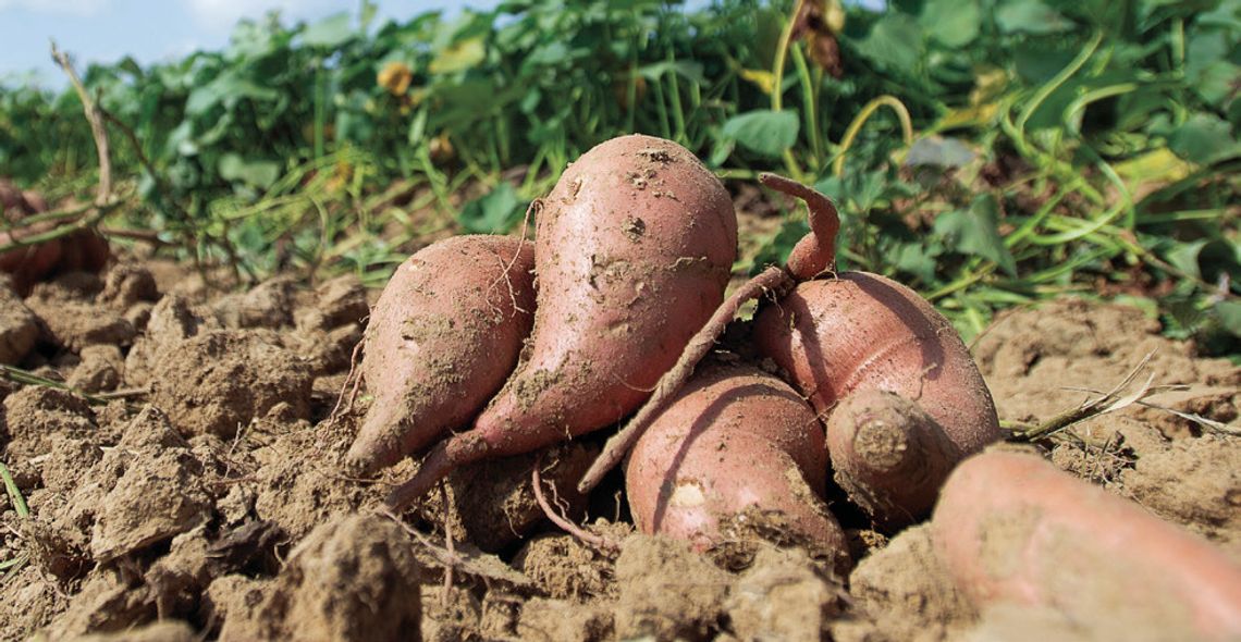 Make La. commodities part of your healthy new year