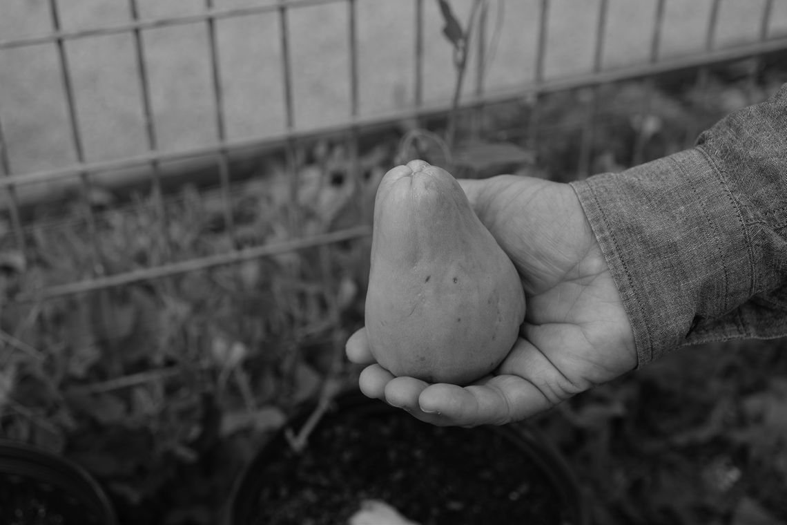 Mirlitons are part of Louisiana’s heritage — and they’re easy to grow