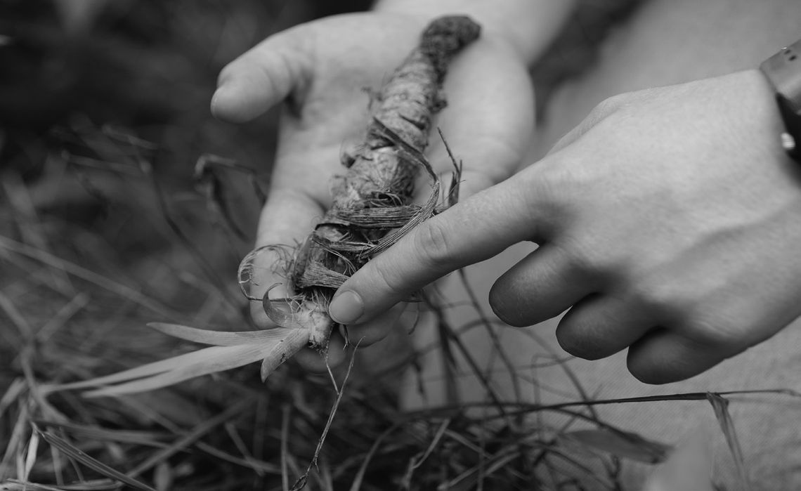 Now’s a good time to divide, share iris Now’s a good time to divide, share iris