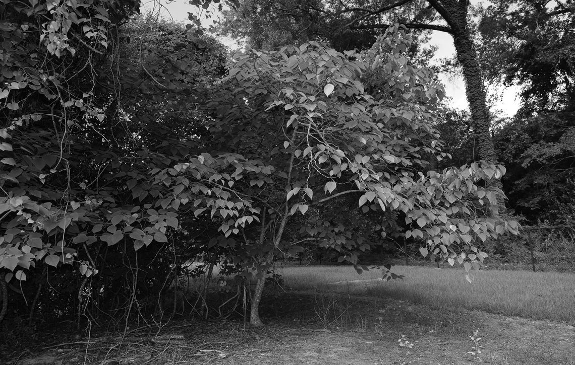 Paper mulberry is a plant you see everywhere, and not in a good way