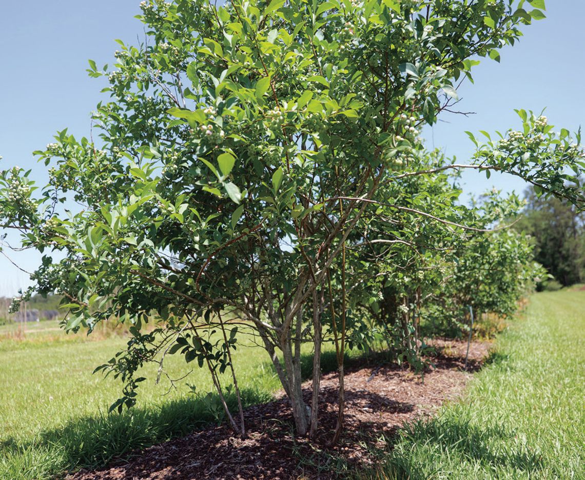 Plant blueberries now for success