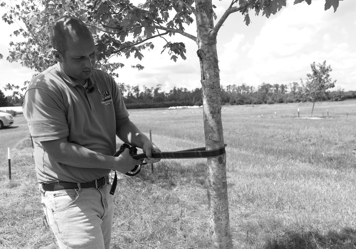 Planting a tree this winter? Here’s the right way to stake it