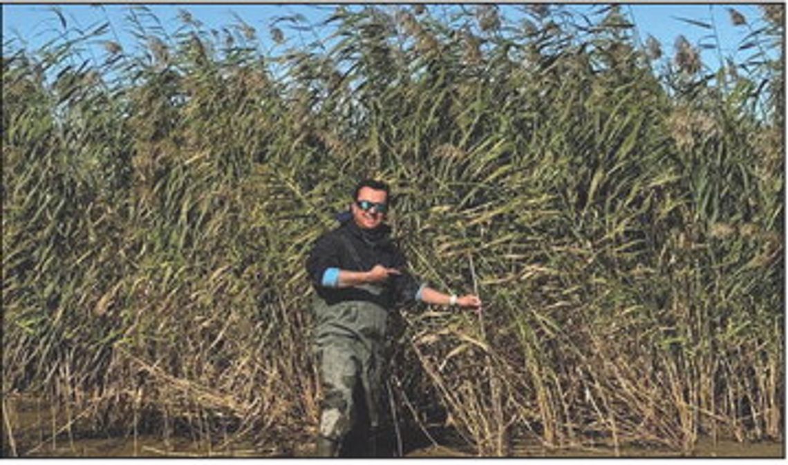 Researchers report progress in roseau cane restoration