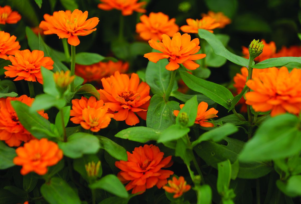 Simplifying your spring plant shopping
