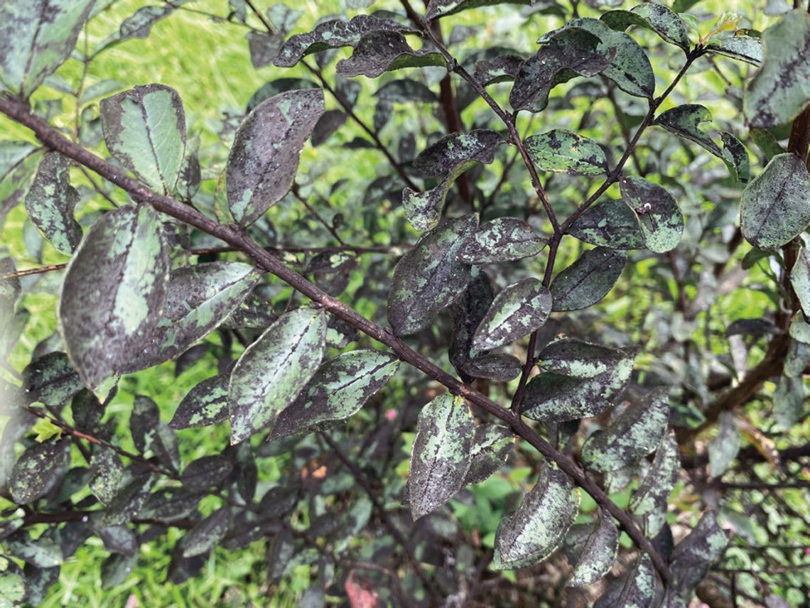 Sooty mold is a sign of an insect problem Sooty mold is a sign of an insect problem