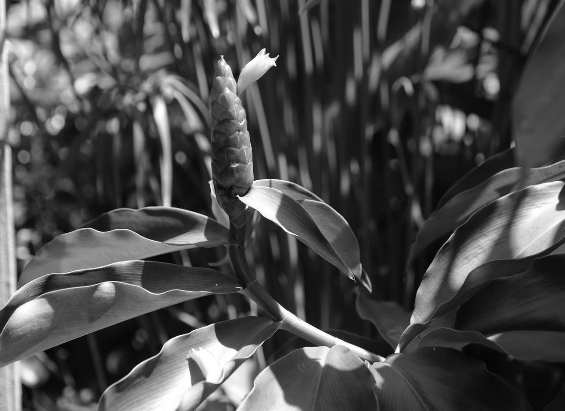 Spiral gingers’ tropical flair brightens gardens