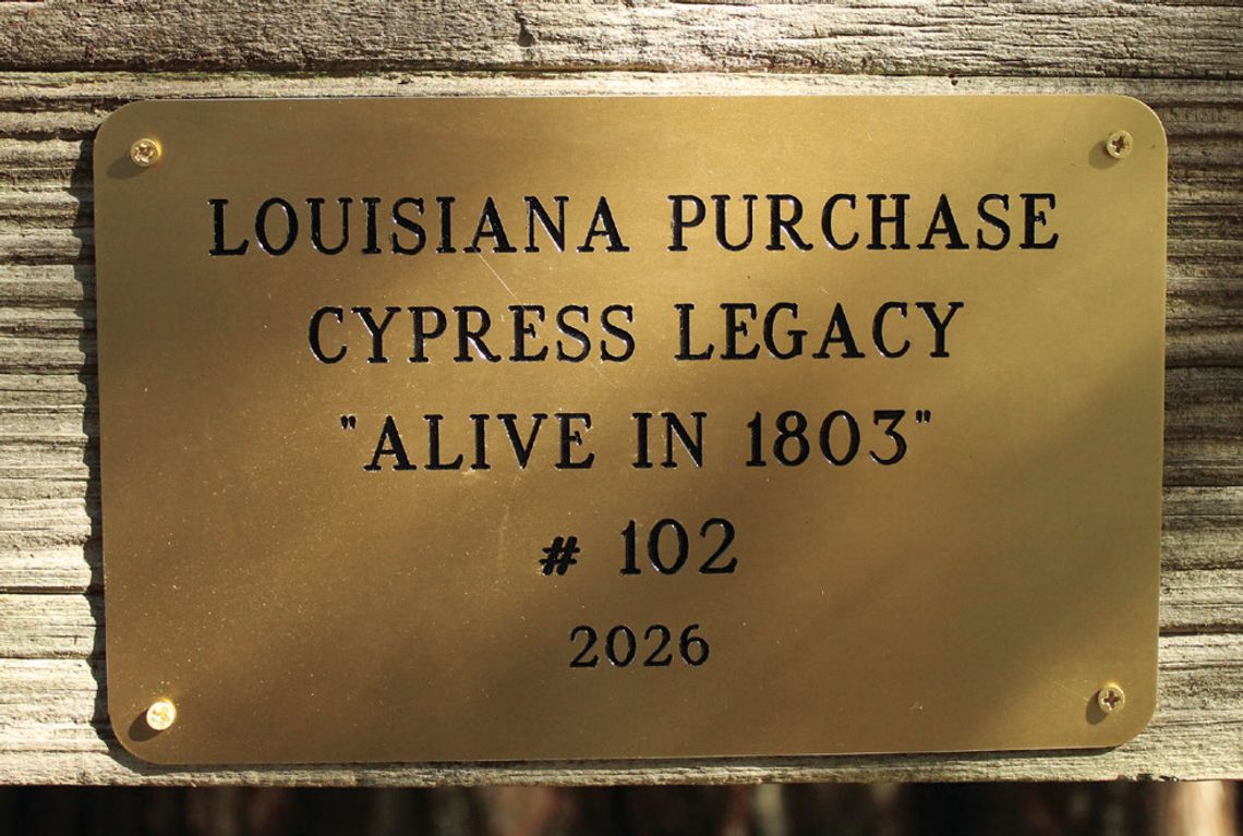 St. Martinville cypress tree certified as being alive during Louisiana Purchase