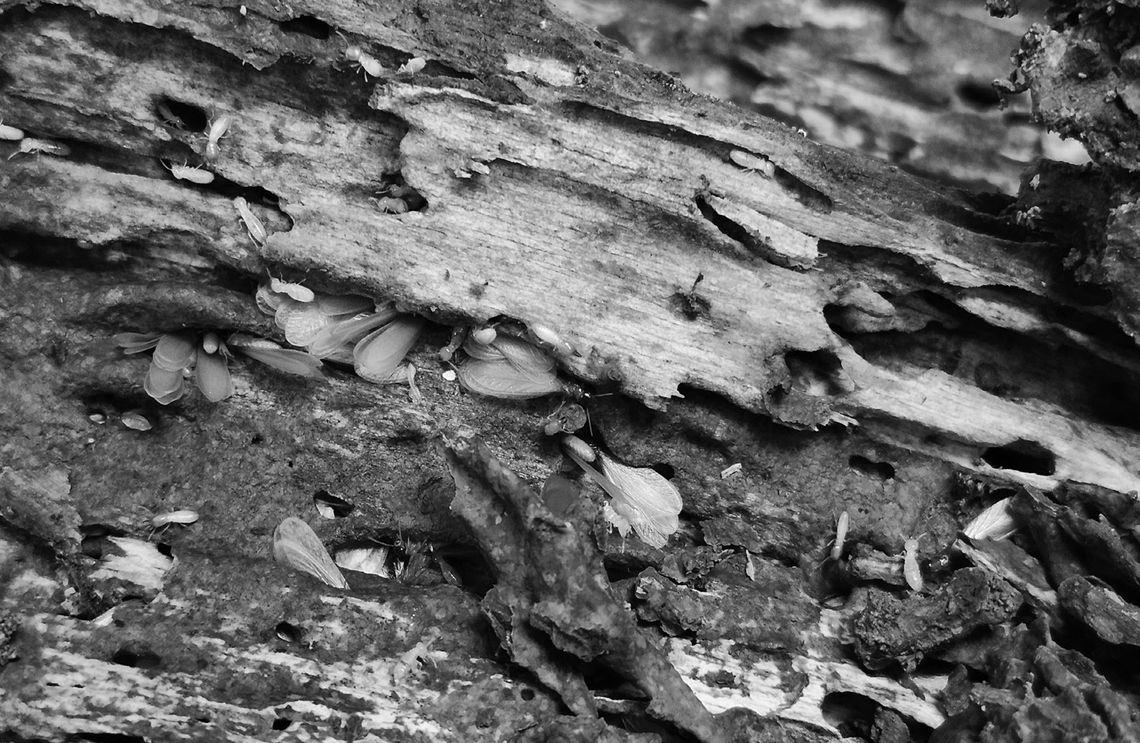 Termites cause trouble in the garden, too
