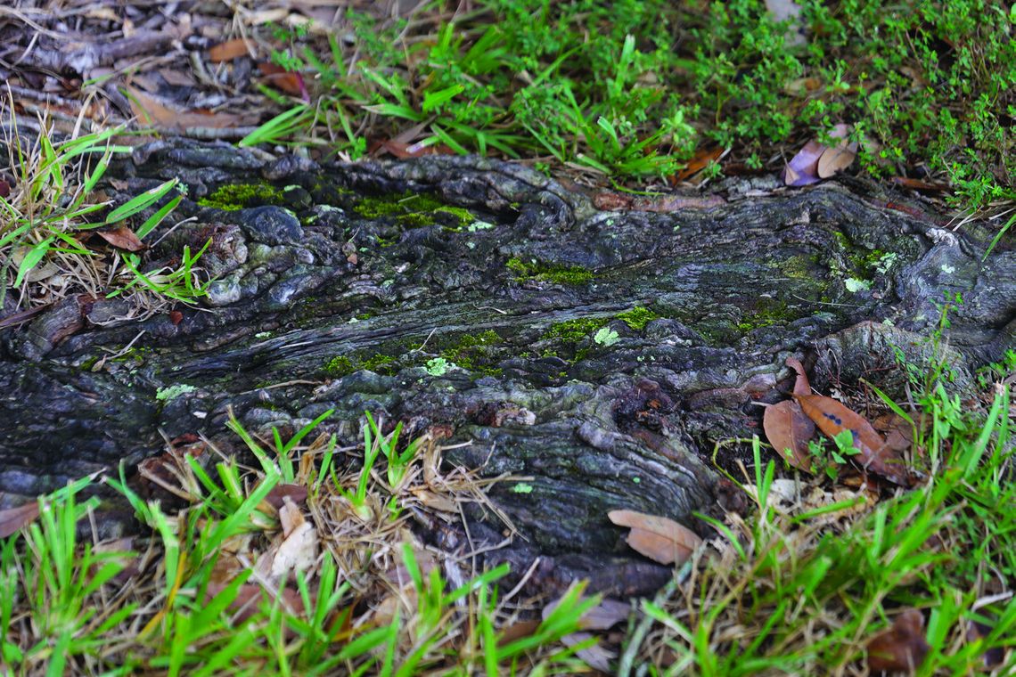 That shaded parking spot may spell trouble for your tree
