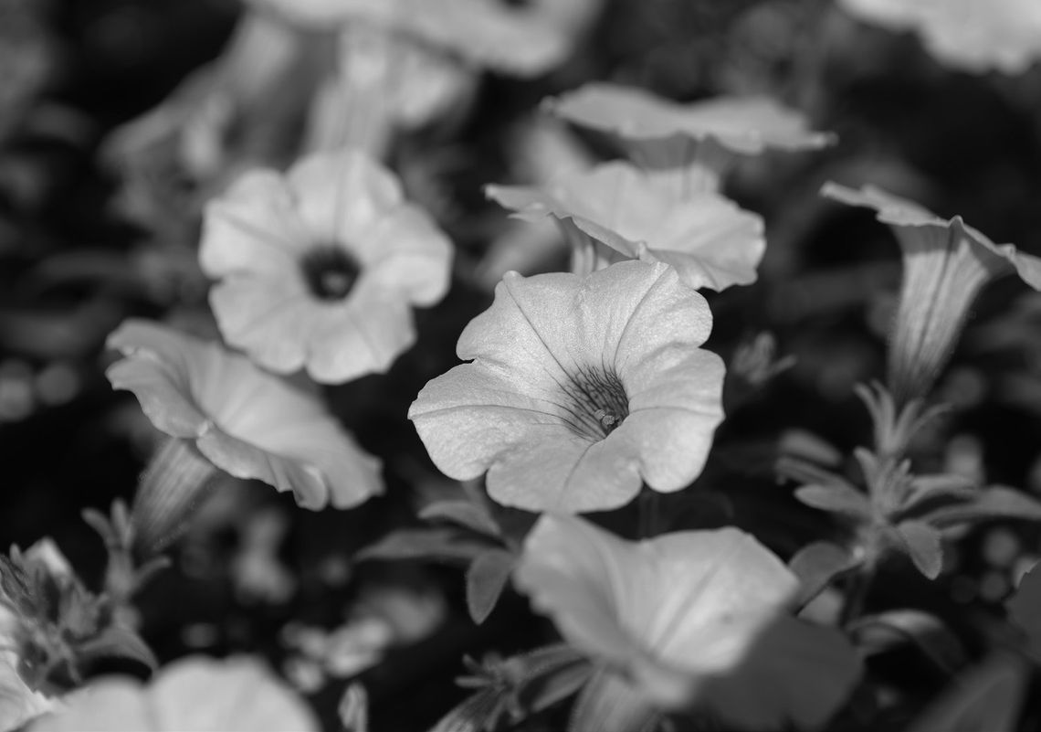 Try something different for cool-season color Try something different for cool-season color