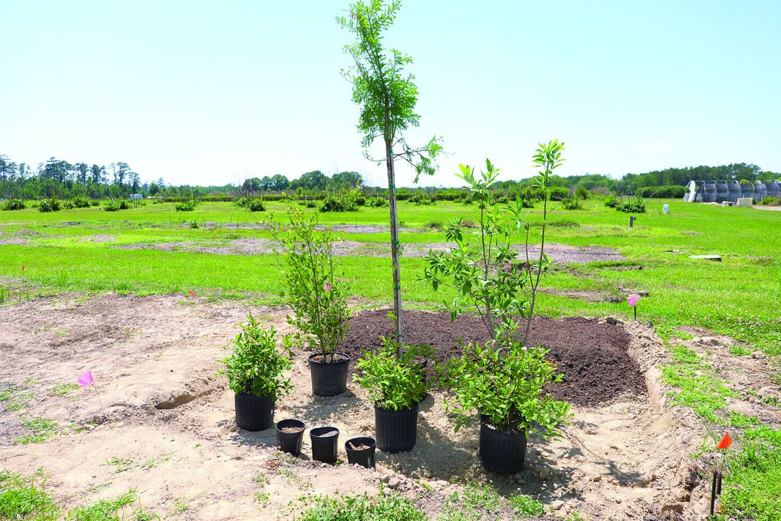 Turn your yard’s low spot into a rain garden