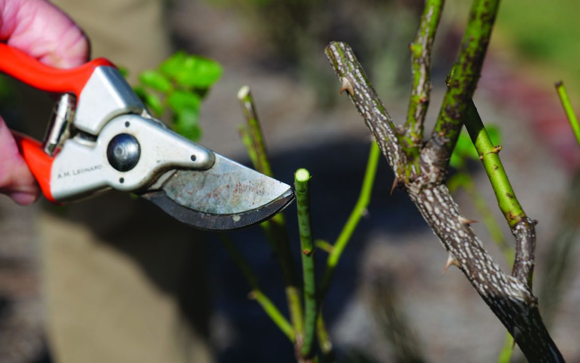 Valentine’s Day and roses go hand in hand