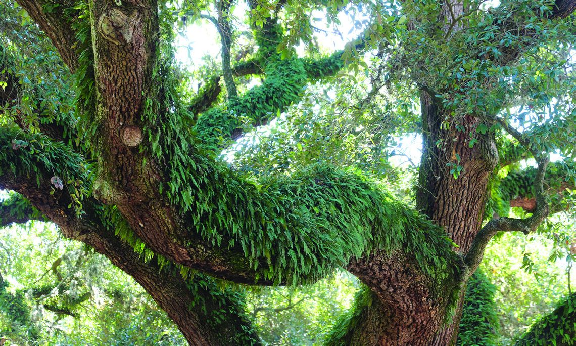 What’s on my tree? Resurrection fern makes itself known after rainfall