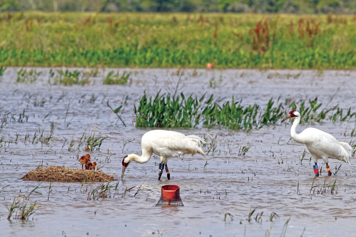 WHOOPING CRANE HATCHLINGS
